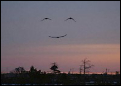 Smiling Birds